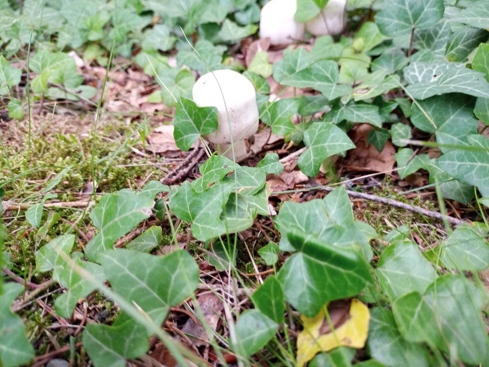 Square white mushroom