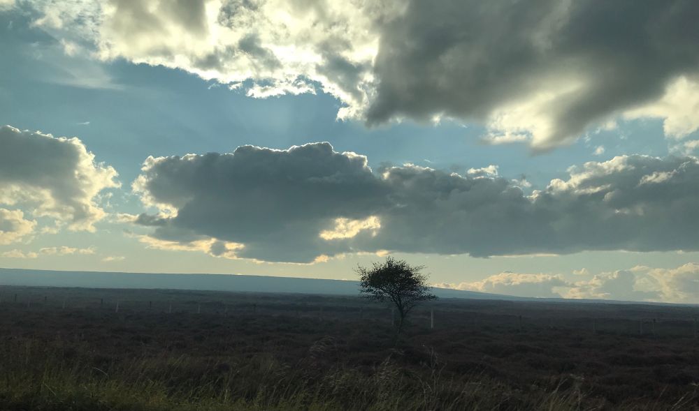 Similar to the image previously described but with a single small dark tree standing on the moorland landscape. Hazy blue hills in the distance suggest smoke on the horizon. 