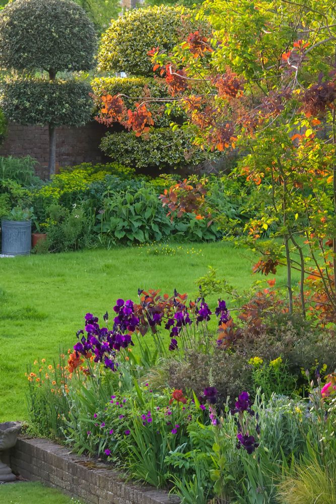 My garden in May with Iris 'Sable'
