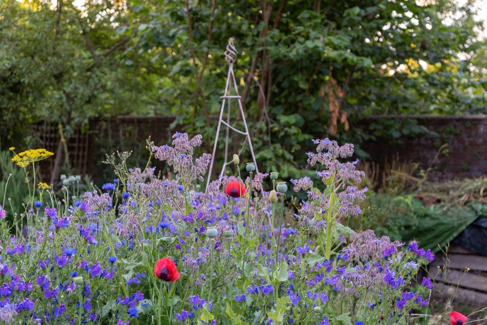 British native wildflowers in my garden