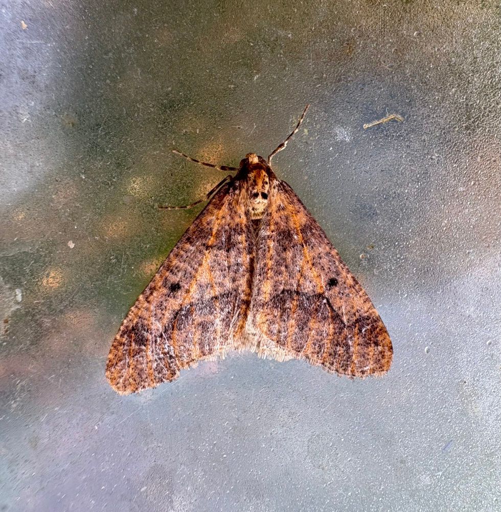 Mottled Umber