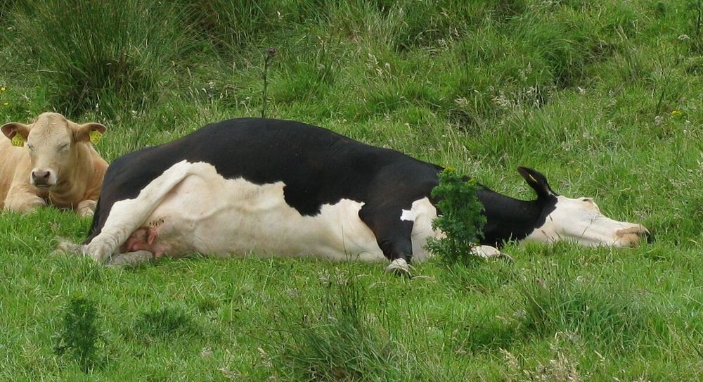 a cow sleepin real cutelike
