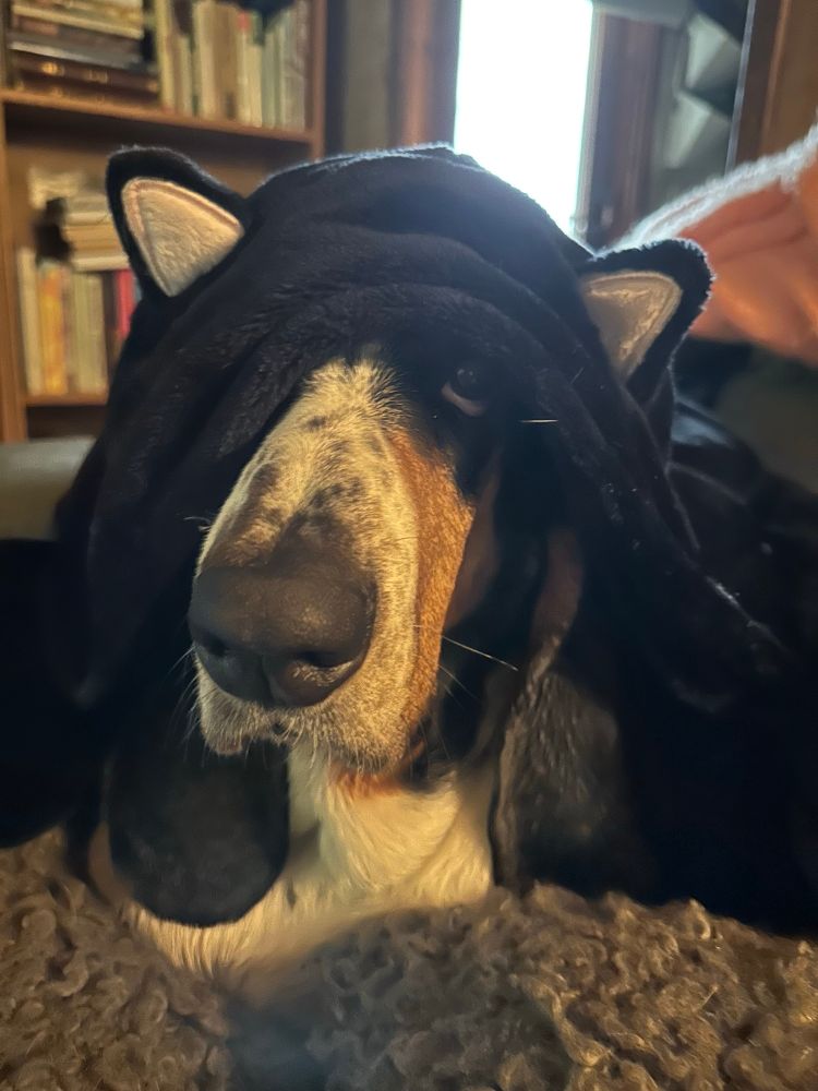 basset hound i en soffa med en onepiece med kattluva på sig.