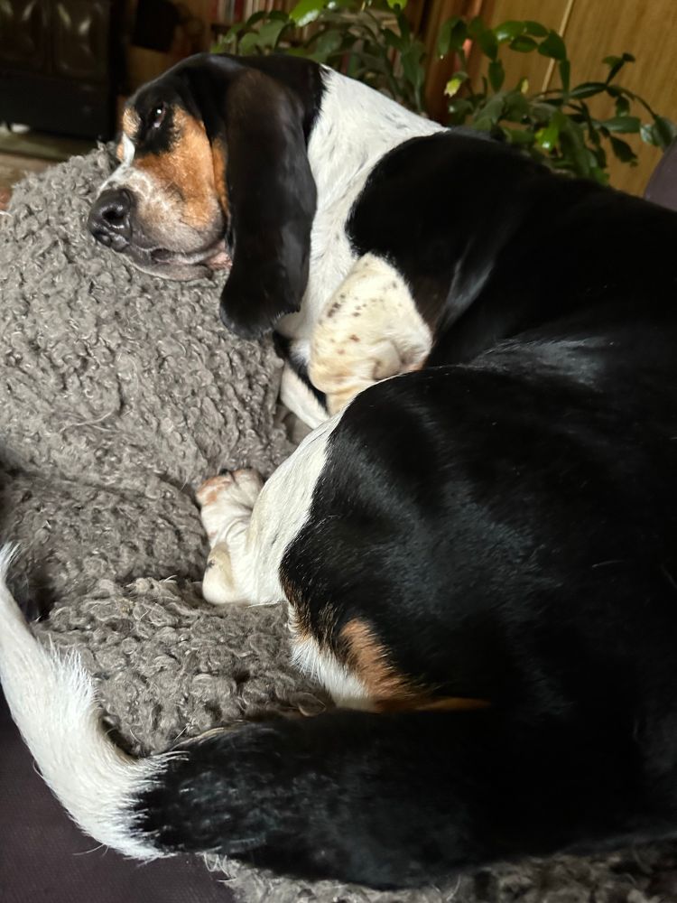 trefärgad basset hound som lagt sig tillrätta på två soffkuddar 