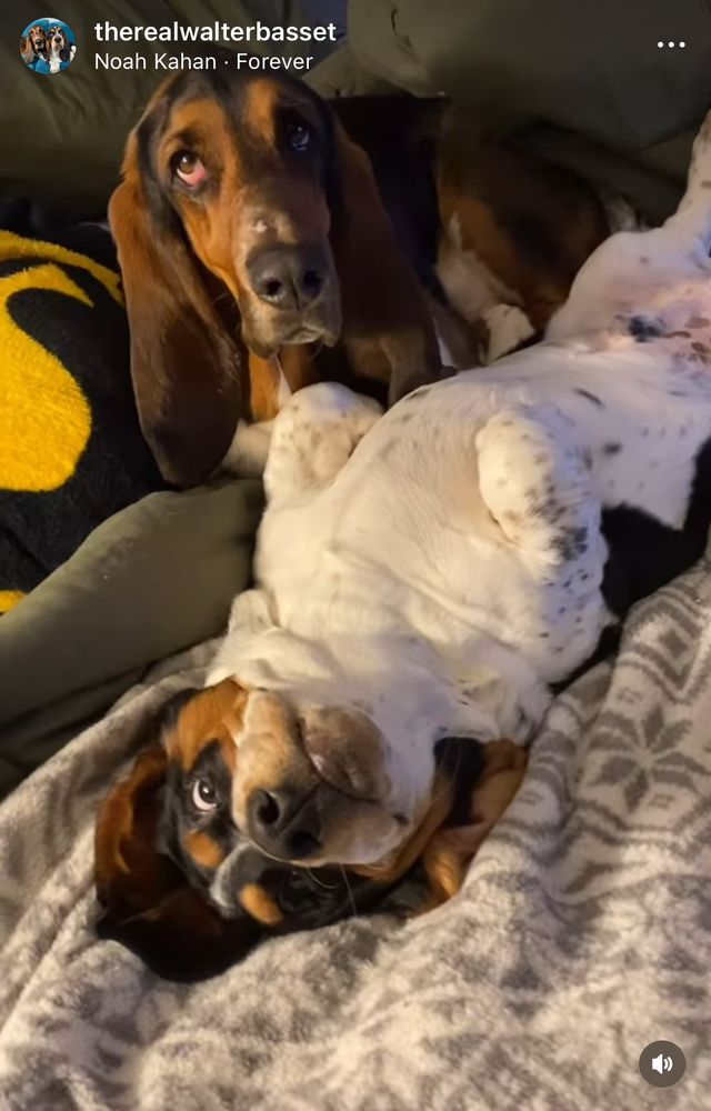 fantastiska bassetarna walter & wayne från insta: therealwalterbasset