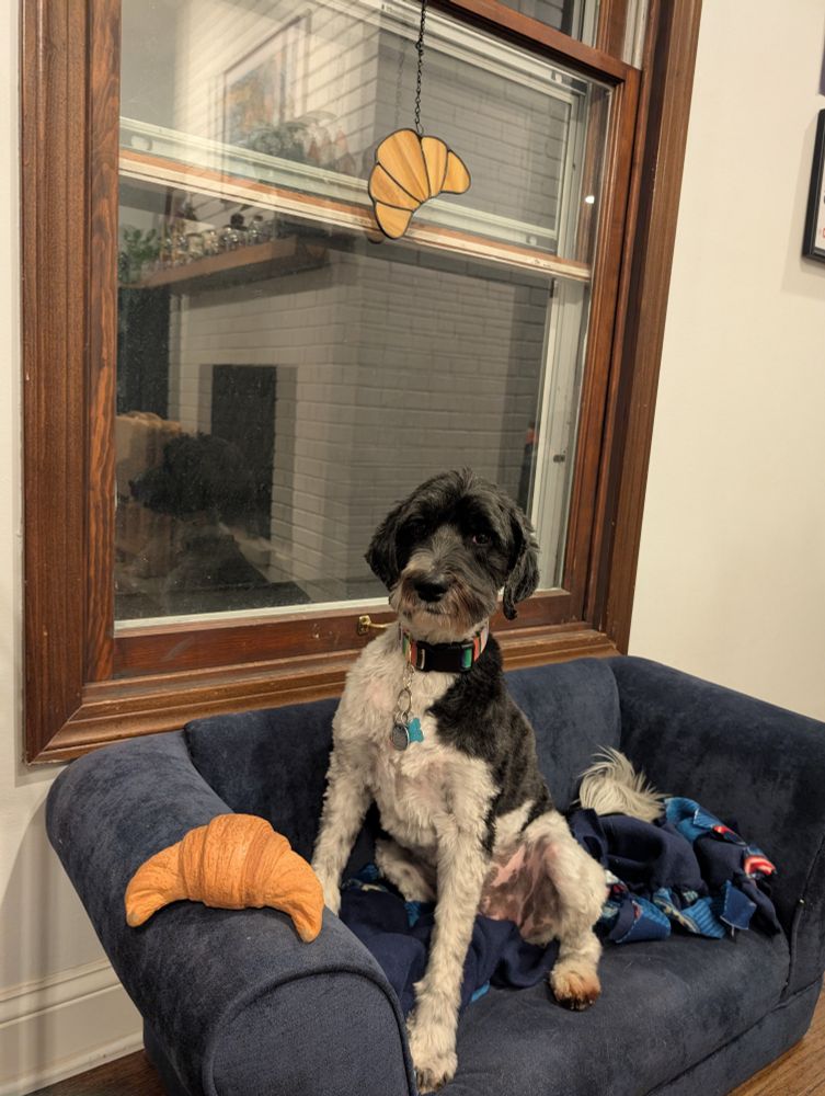 a black and white dog sits on a miniature blue sofa and gives the camera a suspicious look. hanging in the window behind her is a stained glass croissant. sitting on the arm of the sofa is a realistic-looking squeaky croissant dog toy.