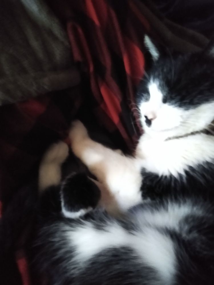 my cat mostly asleep on my lap