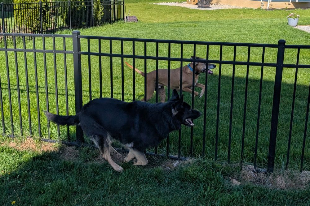German shepherd and boxer mix running along a fence line and playing!