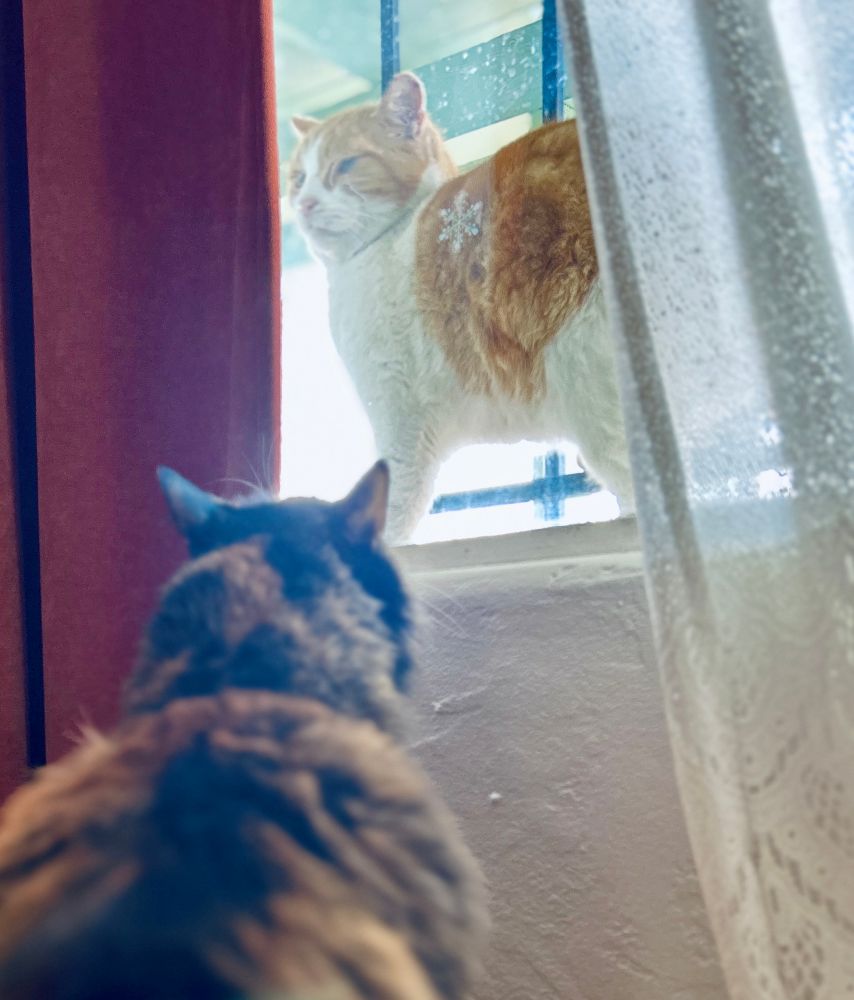 Looking out from indoors, from June’s (calico) perspective, there’s Pumpkin (orange and white) standing outside on the living room window sill. He’s rugged and charming, she’s prim and prickly. It’s a match made in romance fiction heaven. 