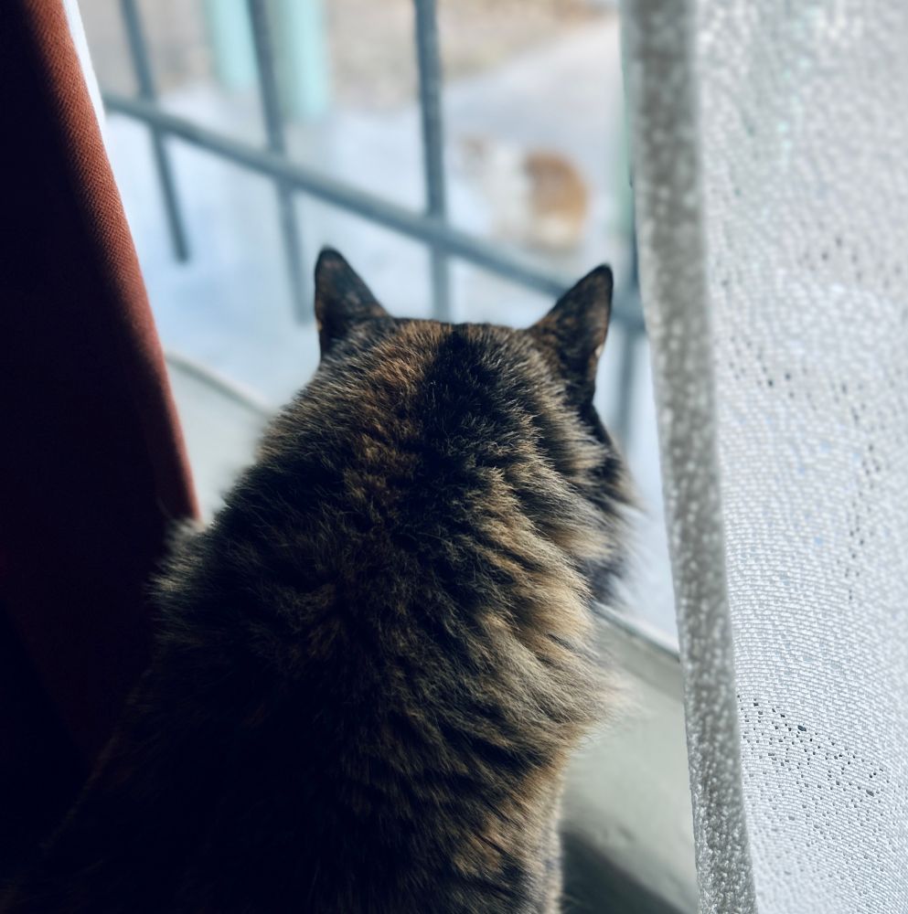 Same POV. Now Pumpkin has moved down to the patio, and June has crept closer to the window. She can’t let him know how she truly feels. But her growls and hisses only juuust hide the true passions she harbors. The glass that separates them has never felt thinner (and it’s real thin, this house is old, and it’s fn cold). 