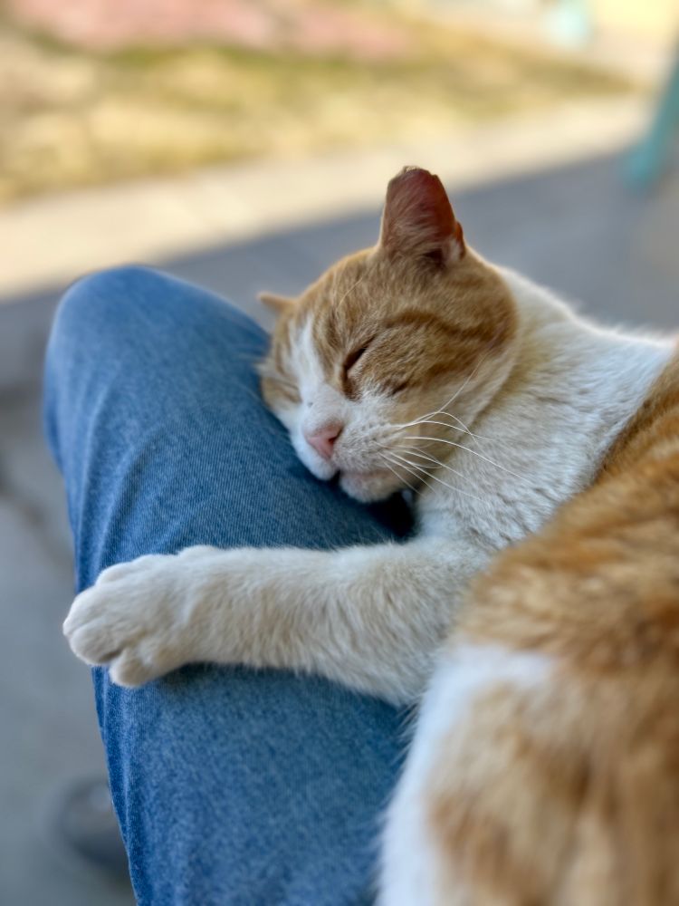 Pumpkin, an orange and white short hair unhoused marshmallow of a cat, lays in my lap, one paw hugging my leg, eyes closed, drooling, living laughing loving
