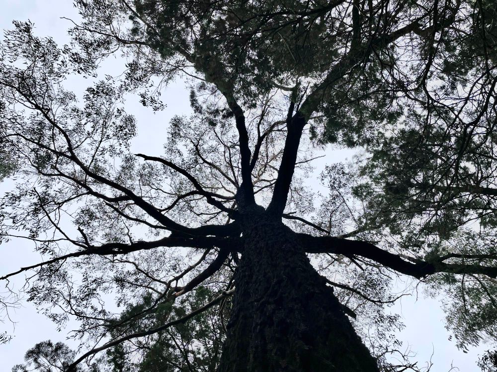 arboreus.earth