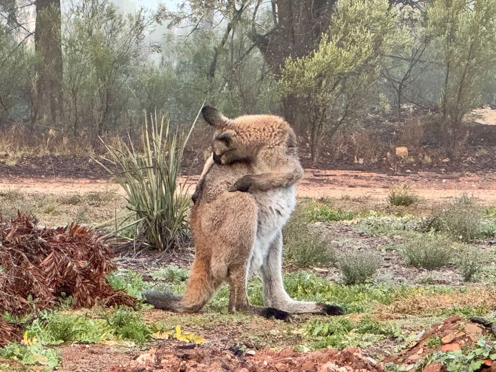A Red-necked Wallaby in my garden trying to have a scratch #4