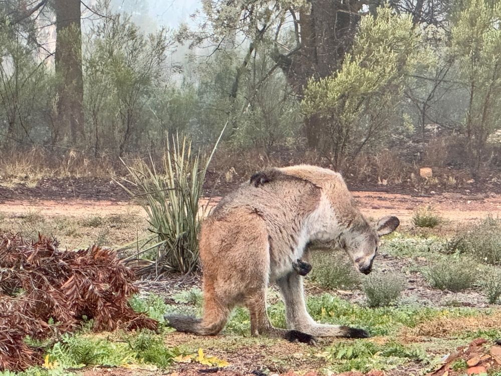 A Red-necked Wallaby in my garden trying to have a scratch #2