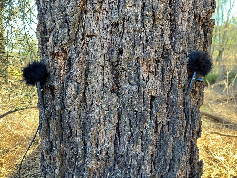 Omni microphones mounted either side of a Buloke trunk, also known as tree ‘ears’.