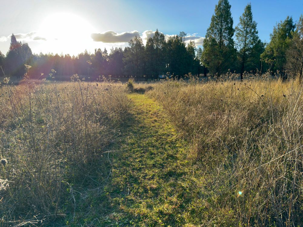 A mown path in long grass looking towards the glare of the afternoon sun.