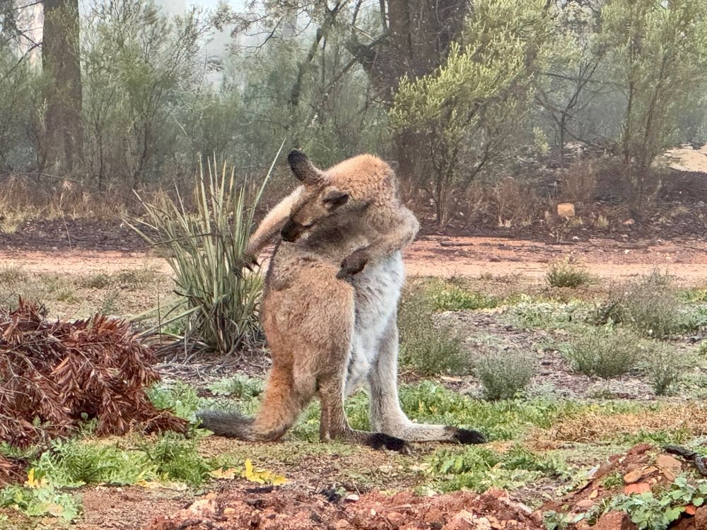 A Red-necked Wallaby in my garden trying to have a scratch #3