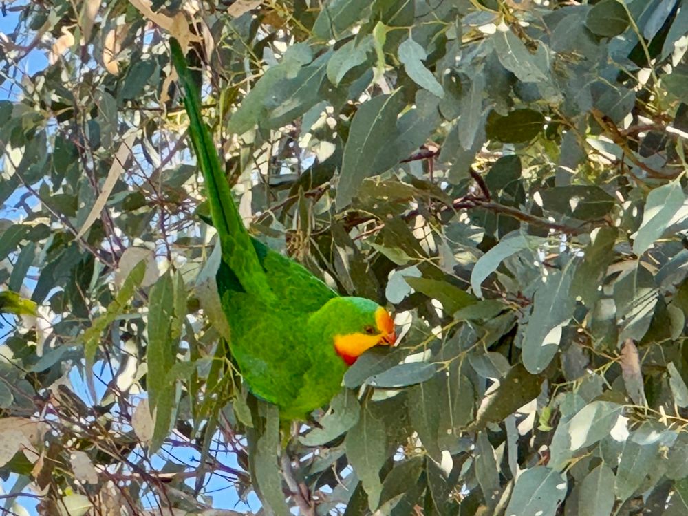 A bright green parrot with remote and red markings on the front of its head, feeding in a River Red Gum.