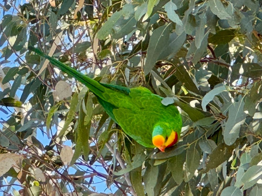 A bright green parrot with remote and red markings on the front of its head, feeding in a River Red Gum. Another photo of the same bird.