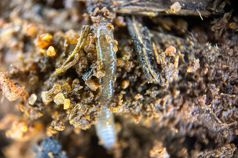 A worm in soil, photographed with a microscope lens (200x magnification) this week on the farm where I’m doing my SOIL+AiR creative future landscapes project.