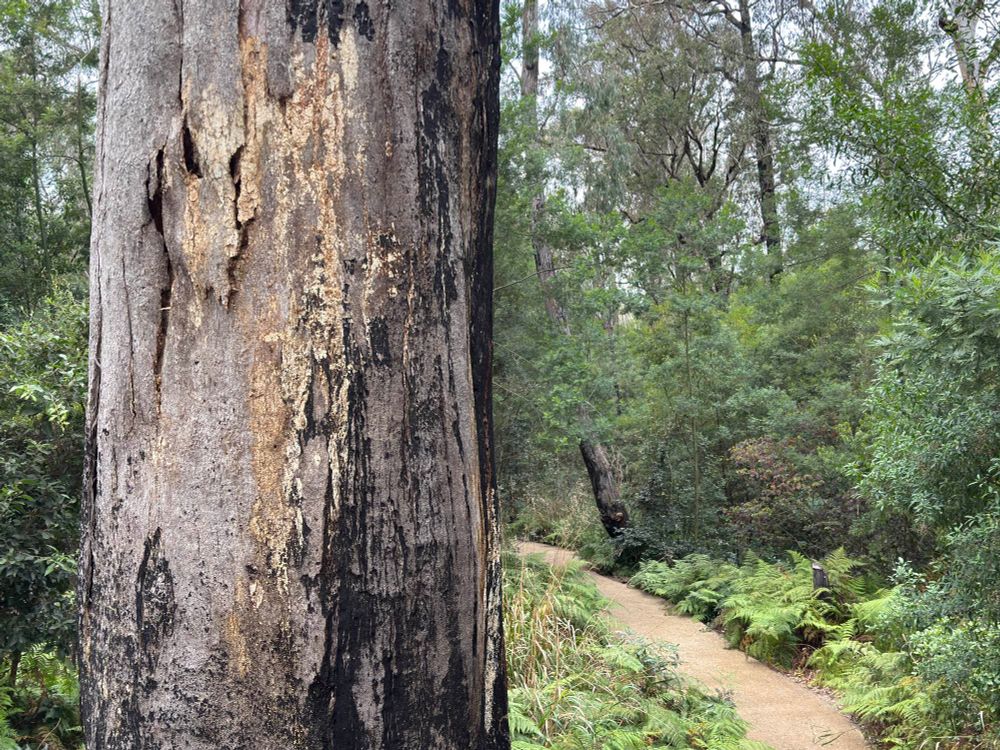 A giant River Peppermint tree trunk with a path below it.