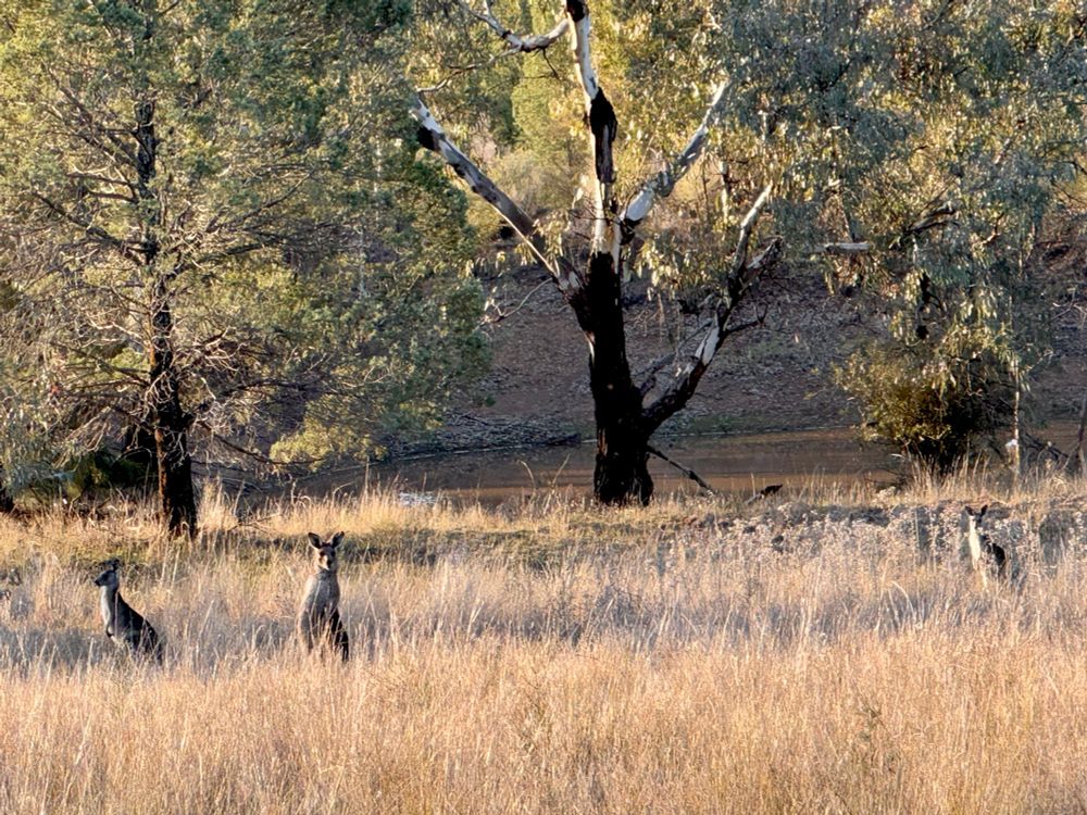 Three kangaroos in long grass li with late afternoon sun.