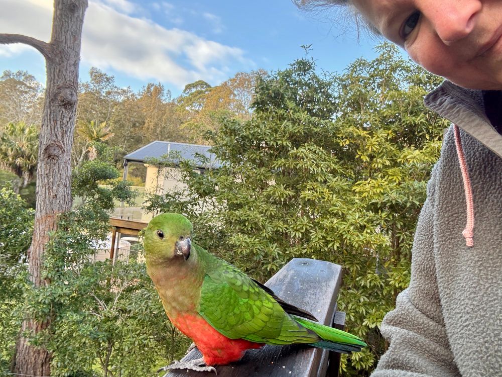 A female King parrot and me hanging out on the deck at the house.