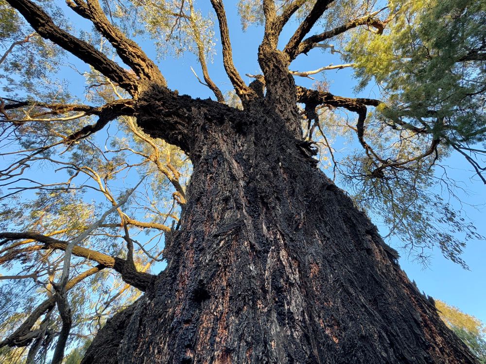 Looking up into the canopy of a very old Mugga Ironbark. Blue sky behind.