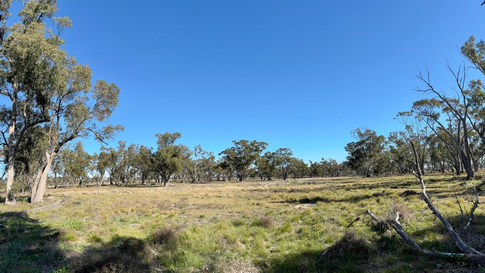 A photo of an ephemeral wetland covered in grass, ringed by established eucalyptus trees of different species.