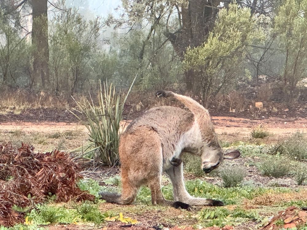 A Red-necked Wallaby in my garden trying to have a scratch #1