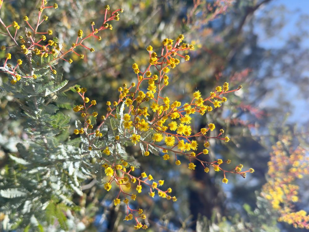 Bright yellow wattle flowers.