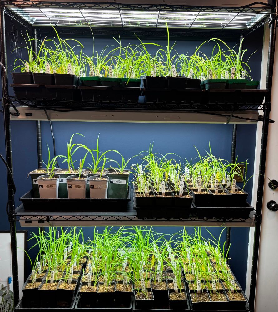 Three shelves of daylily seedlings in nursery trays on a bakers rack under fluorescent lights 