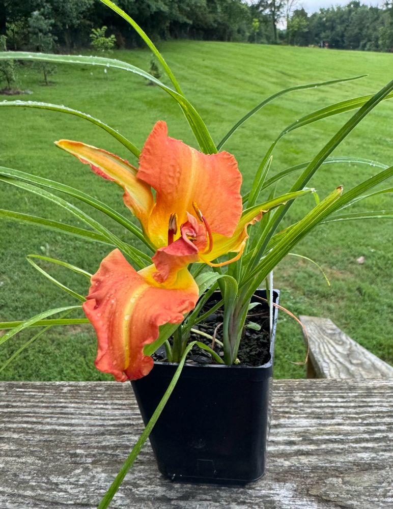 Daylily seedling in a plastic pot. The bloom is malformed and has missing petals. The color is a pleasant orange with a yellow midrib and petals have a ruffled edge. 