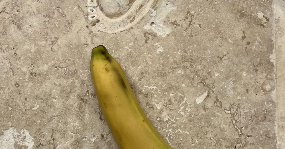 New Update 2 months later: A dentist finds what looks like a human jaw bone in a new tile floor