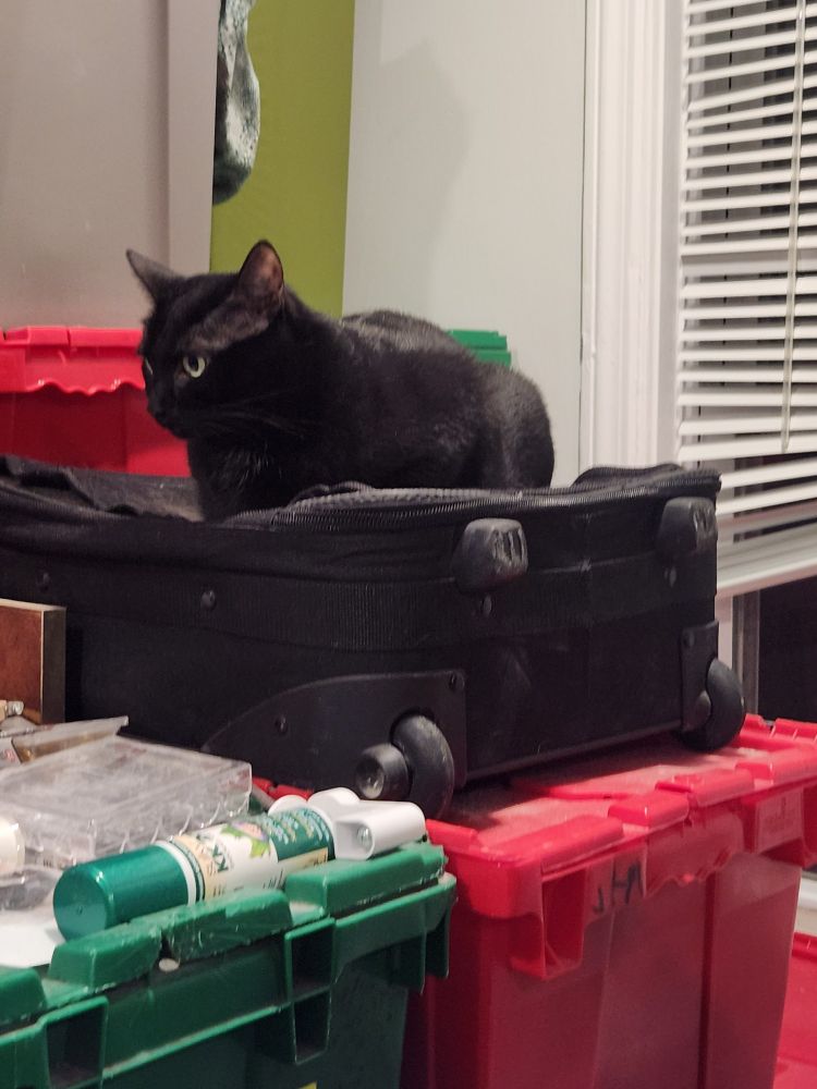 Joan, a black cat, on a suitcase on a stack of crates.