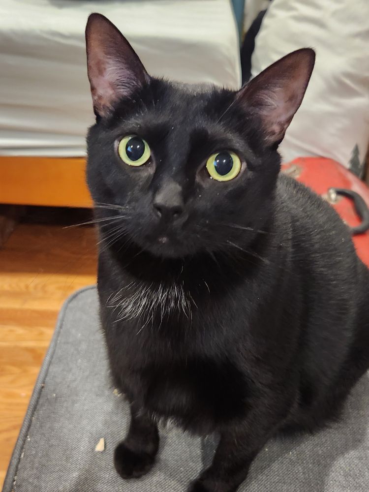 Joan, a black cat on an ottoman ignoring chicken treats.
