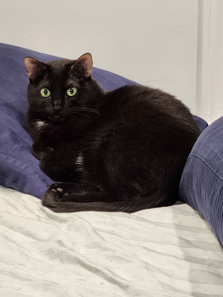 Stevie, a black cat on a twin bed between pillows.