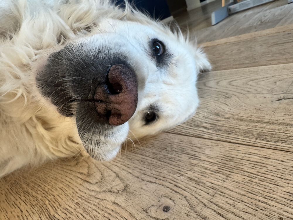 A picture of Sega the golden retriever 