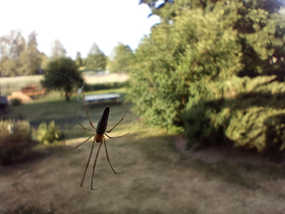 A closeup picture of a spider on its web with its front legs outstretched. The background is out of focus and shows a grassy yard with some bushes and trees.