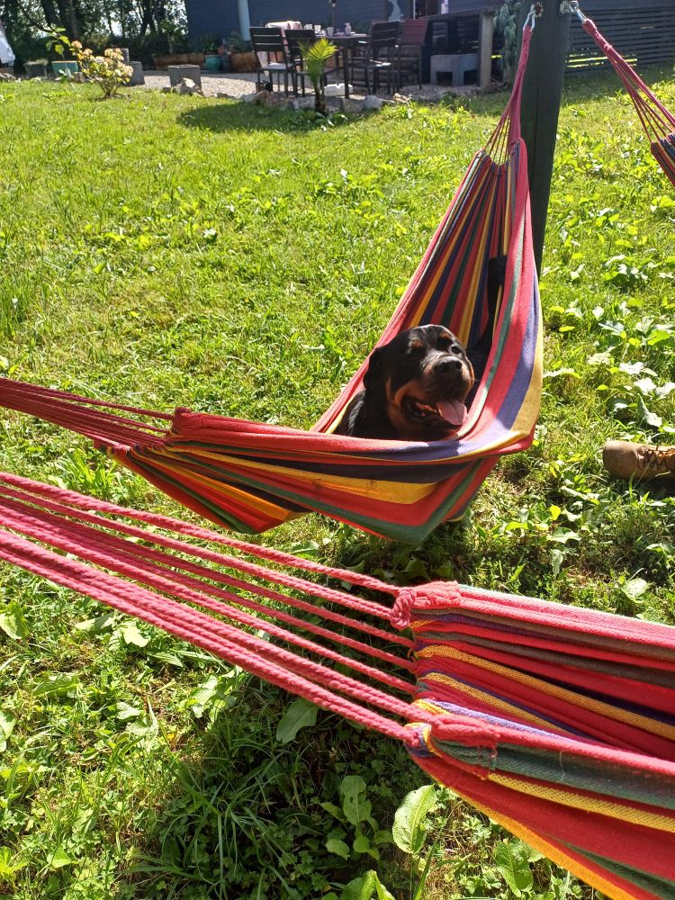 Spike the SLATED dog in a hammock