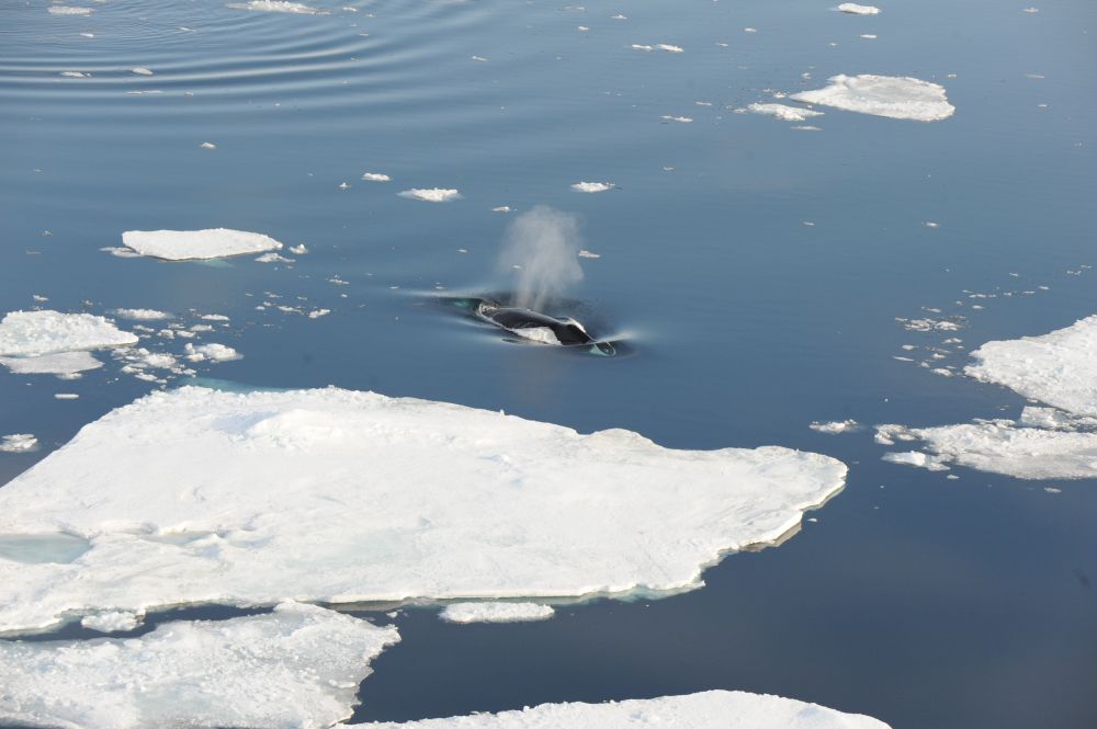 A bowhead whale swimming in Arctic waters. Credit: Kit Kovacs and Christian Lydersen, Norwegian Polar Institute.