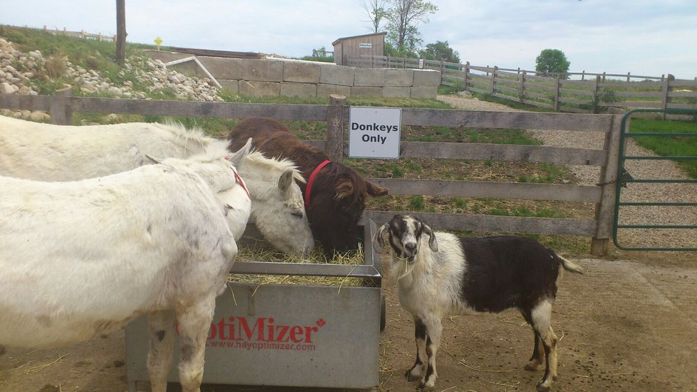 A goat sharing a feeder with three donkeys, at the Donkey Sanctuary of Ontario. There is a sign visible behind them saying 'Donkeys Only'.