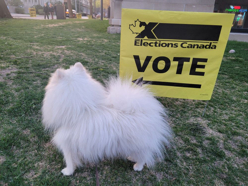 A white Pomeranian outside the polling station this afternoon.