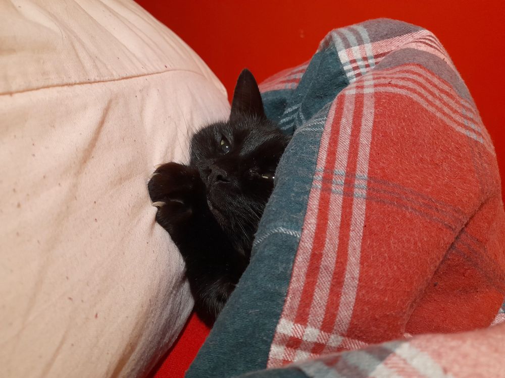 Head of a black cat peeking out from under a duvet