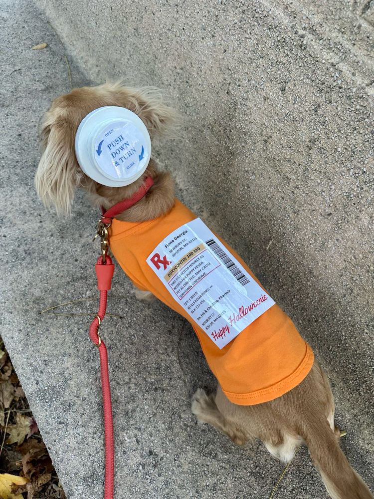 Dachshund wearing a prescription bottle costume saying “doxycontin: take 1-5 photos hourly as needed for puppy fever. Pet as directed. May cause serotonin syndrome”