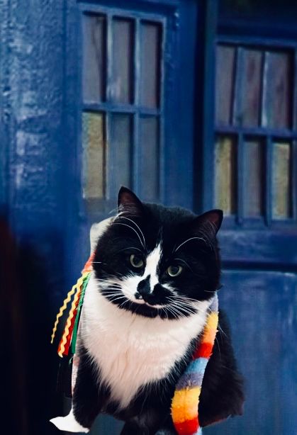 The image shows Badger, a striking black and white medium-long haired tuxedo cat, sitting  in front of a blue policeman’s box aka the TARDIS. 

Badger’s fur is predominantly black, with a distinctive white patch on his chest that extends up to his chin, covering his two hearts and giving the classic "tuxedo" appearance. His face is mostly black, with a small white marking on the nose, creating a charming contrast. The cat has alert, wide-open bright green eyes that stand out against its dark fur.

His whiskers are long and prominent, extending outwards from its black face. Badger’s ears are perked up and facing forward, indicating attentiveness.

The fur appears to be soft and fluffy, especially noticeable around the neck and chest area where it forms a white ruff.

Adding a whimsical touch to his appearance is a colorful accessory draped around his neck. This appears to be a scarf but is actually a chase toy. He is exceptionally well groomed and confident and looking at the camera.

Badger has just shown you his credentials written on a psychic paper - so you know he is allowed more snacks. 