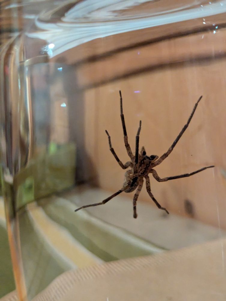 Kleine Nosferatu, gefangen in einem Glas.