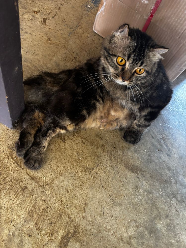 My canteen’s cat chilling