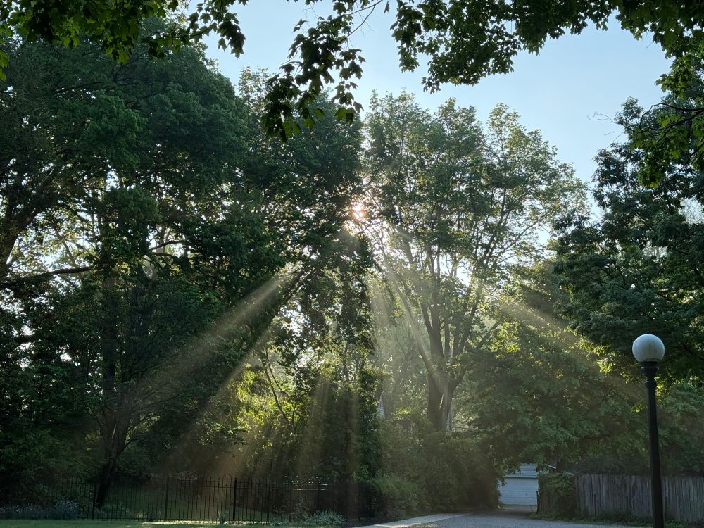 Sunrise cutting through tree branches