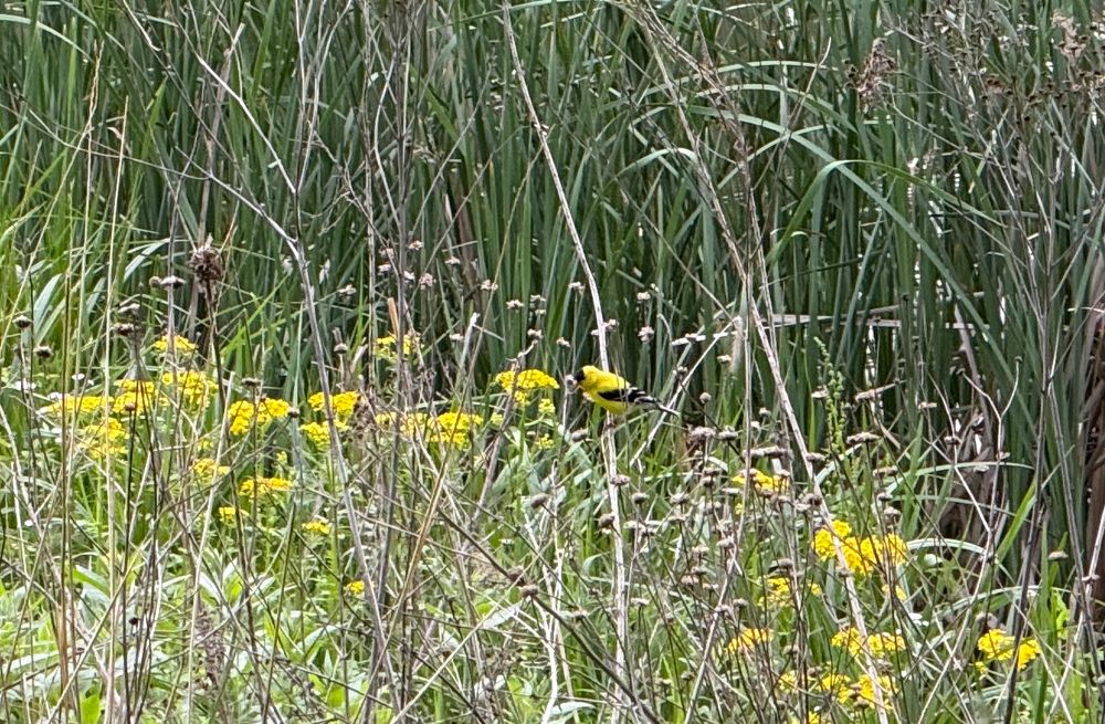Yellow bird 